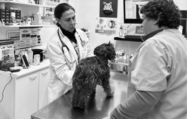 veterinaria rosa luxemburgo servicio medicina interna home