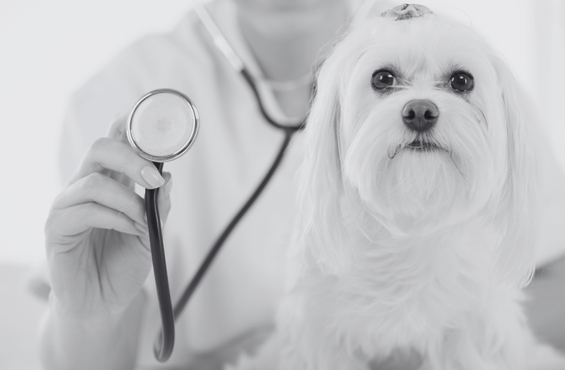 veterinaria rosa luxemburgo imagen servicio medicina interna