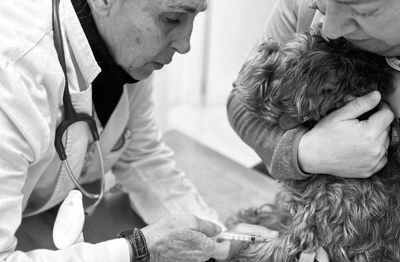 veterinaria rosa luxemburgo imagen servicio medicina preventiva